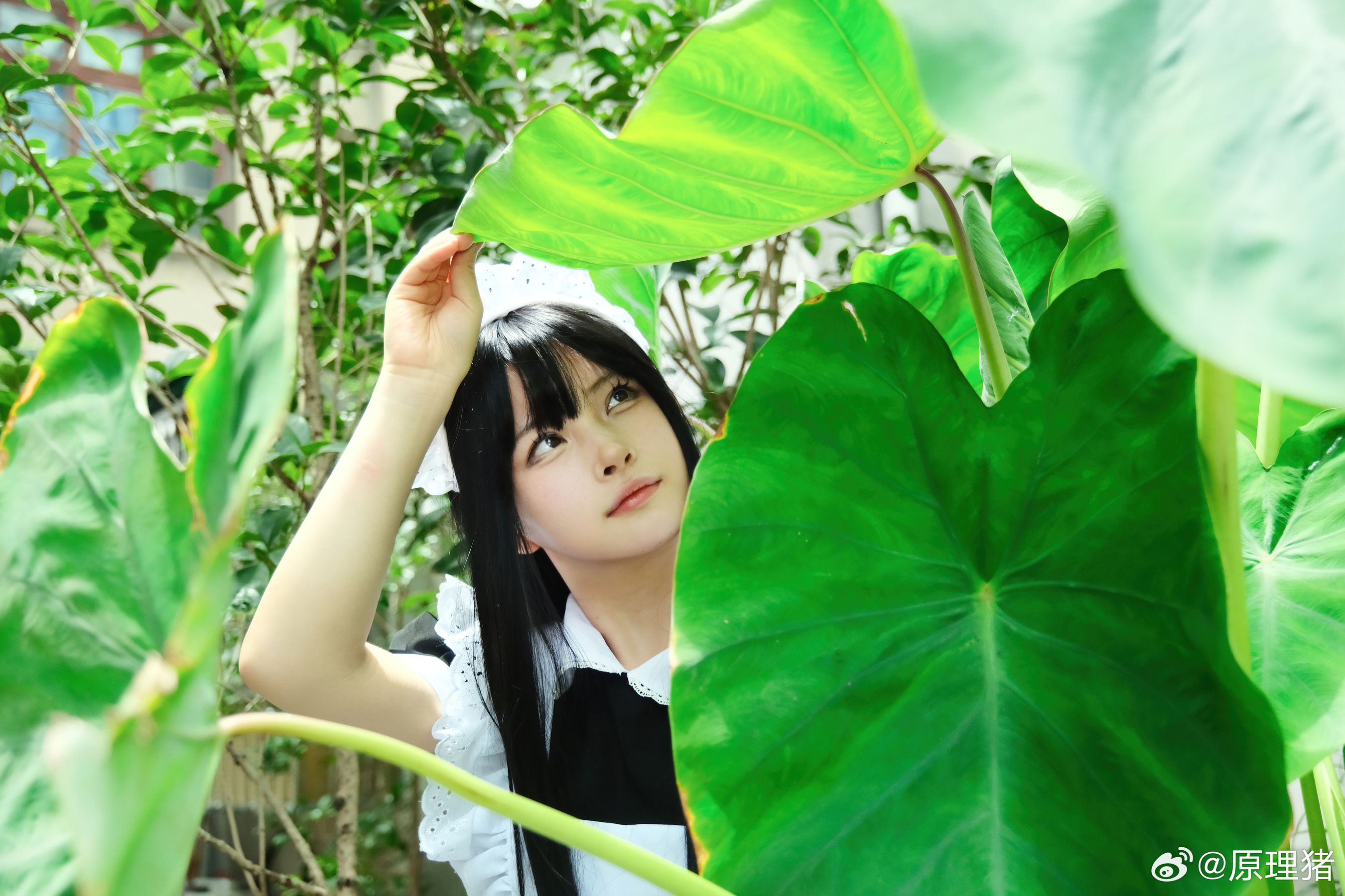 白莉爱吃巧克力 - 原理猪 深巷女仆  第15张